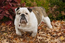 Bulldog (Canis familiaris) brindle in fall leaves