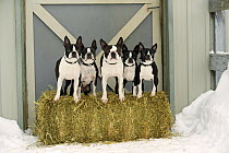 Boston Terrier (Canis familiaris) group