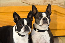 Boston Terrier (Canis familiaris) pair