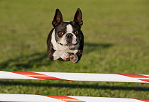 Boston Terrier (Canis familiaris) jumping