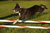 Boston Terrier (Canis familiaris) jumping