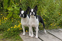 Boston Terrier (Canis familiaris) pair