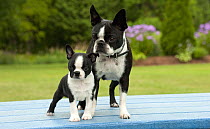 Boston Terrier (Canis familiaris) mother and puppy