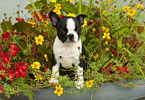 Boston Terrier (Canis familiaris) puppy in flower pot