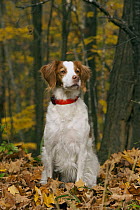 Brittany Spaniel (Canis familiaris) sitting in fall leaves