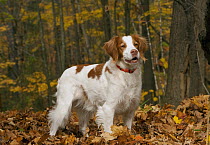 Brittany Spaniel (Canis familiaris)
