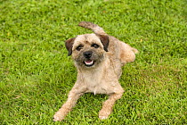 Border Terrier (Canis familiaris)