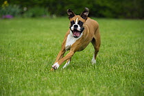 Boxer (Canis familiaris), fawn colored female running