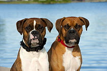Boxer (Canis familiaris) pair, brindle and fawn colored dogs
