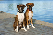 Boxer (Canis familiaris), brindle and fawn-colored pair sitting on dock