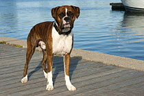 Boxer (Canis familiaris), brindle standing on dock
