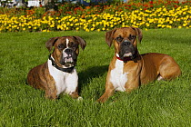 Boxer (Canis familiaris), brindle and fawn colored pair