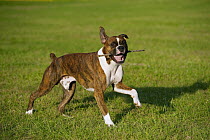 Boxer (Canis familiaris) brindle male playing with stick