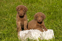 Chesapeake Bay Retriever (Canis familiaris) puppies