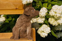 Chesapeake Bay Retriever (Canis familiaris) puppy smelling flower