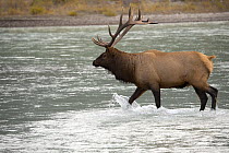 Elk (Cervus elaphus) bull crossing river, North America