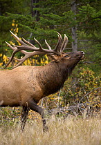 Elk (Cervus elaphus) bull in defensive posture, North America