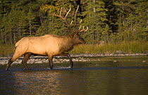 Elk (Cervus elaphus) bull wading through river, North America