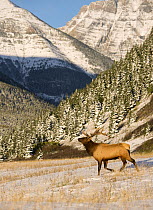 Elk (Cervus elaphus) bull on mountain side, North America