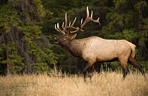 Elk (Cervus elaphus) bull calling in defensive display, North America