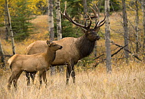 Elk (Cervus elaphus) bull and female, North America