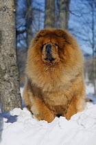 Chow Chow (Canis familiaris) in snow