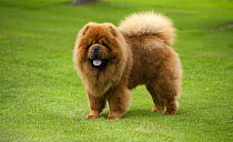 Chow Chow (Canis familiaris)