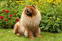 Chow Chow (Canis familiaris)