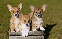 Pembroke Welsh Corgi (Canis familiaris) puppies
