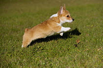 Pembroke Welsh Corgi (Canis familiaris) puppy running