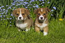 Pembroke Welsh Corgi (Canis familiaris) puppies