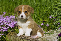 Pembroke Welsh Corgi (Canis familiaris) puppy