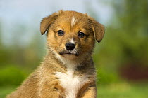 Pembroke Welsh Corgi (Canis familiaris) puppy