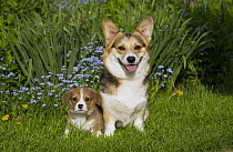 Pembroke Welsh Corgi (Canis familiaris) parent and puppy