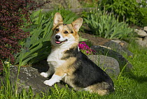Pembroke Welsh Corgi (Canis familiaris)