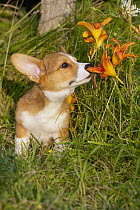 Pembroke Welsh Corgi (Canis familiaris) juvenile smelling flower