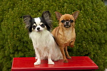Long-haired and Short-haired Chihuahua (Canis familiaris) pair