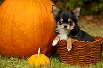 Long-haired Chihuahua (Canis familiaris) puppy