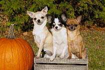 Long-haired Chihuahua (Canis familiaris) with two short-haired Chihuahuas