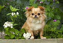 Long-haired Chihuahua (Canis familiaris)
