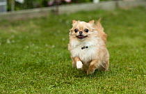 Long-haired Chihuahua (Canis familiaris) running
