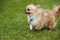 Long-haired Chihuahua (Canis familiaris) running