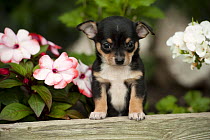 Chihuahua (Canis familiaris)tri-color puppy