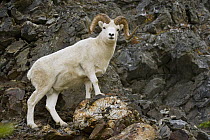 Dall's Sheep (Ovis dalli) ram
