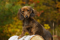 Long-haired Miniature Dachshund (Canis familiaris)