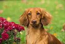 Miniature Long Haired Dachshund (Canis familiaris)