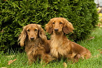 Miniature Long Haired Dachshund (Canis familiaris) pair