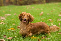 Miniature Long Haired Dachshund (Canis familiaris)