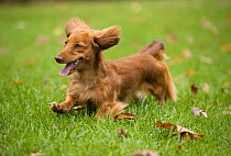 Miniature Long Haired Dachshund (Canis familiaris) running