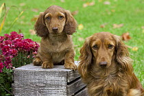 Miniature Long Haired Dachshund (Canis familiaris) parent and puppy